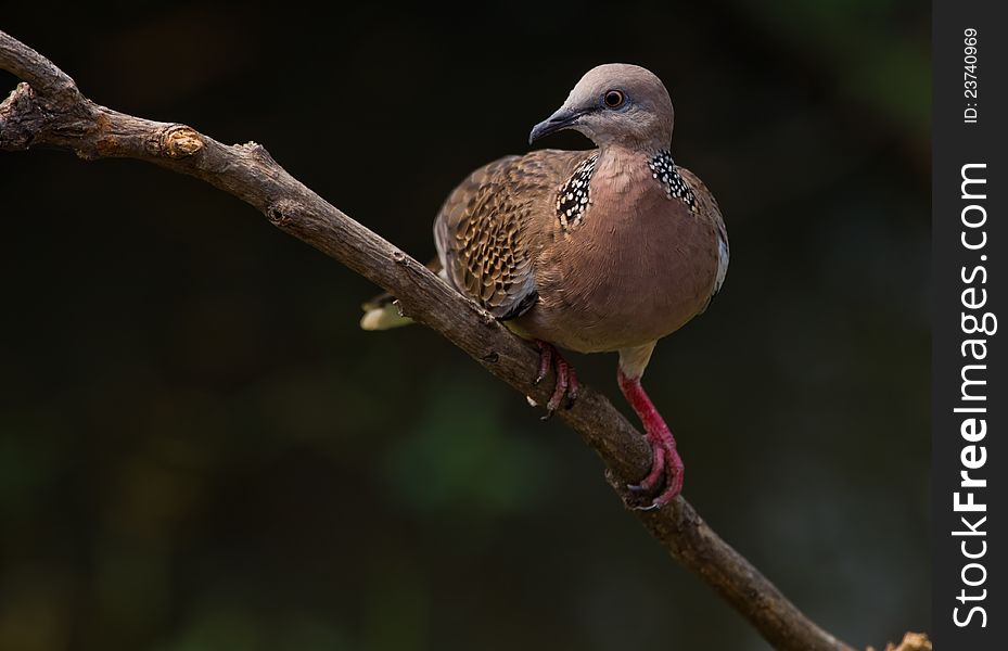 Perched on tree branch,common around Northern Thailand, multi colours with white on underside of wings and tail, eyes are small and can be orange coloured, they prefer seed but will eat fruit if need be, make the ususal cooing sound like their cousin the pigeon. Perched on tree branch,common around Northern Thailand, multi colours with white on underside of wings and tail, eyes are small and can be orange coloured, they prefer seed but will eat fruit if need be, make the ususal cooing sound like their cousin the pigeon.