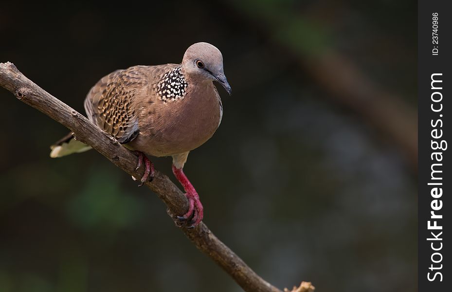 Perched on tree branch,common around Northern Thailand, multi colours with white on underside of wings and tail, eyes are small and can be orange coloured, they prefer seed but will eat fruit if need be, make the ususal cooing sound like their cousin the pigeon. Perched on tree branch,common around Northern Thailand, multi colours with white on underside of wings and tail, eyes are small and can be orange coloured, they prefer seed but will eat fruit if need be, make the ususal cooing sound like their cousin the pigeon.