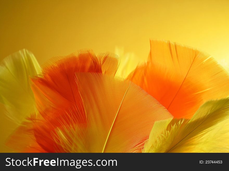 Orange and yellow coloured feathers with yellow background