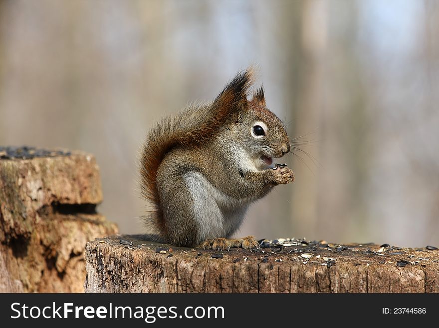 Red Squirrel Tamiasciurus hudsonicus on stump feeding on seeds