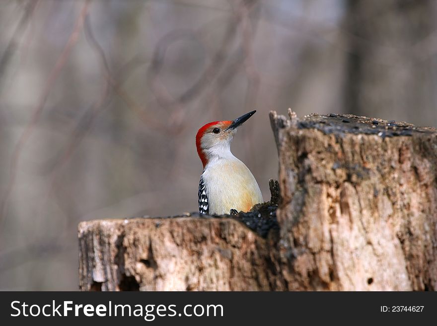 Red-bellied Woodpecker Melanerpes carolinus on stump feeding on seeds