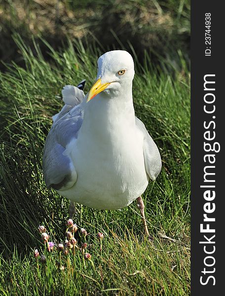 A grumpy looking Herring gull, photographed on the Mull of Galloway. A grumpy looking Herring gull, photographed on the Mull of Galloway.
