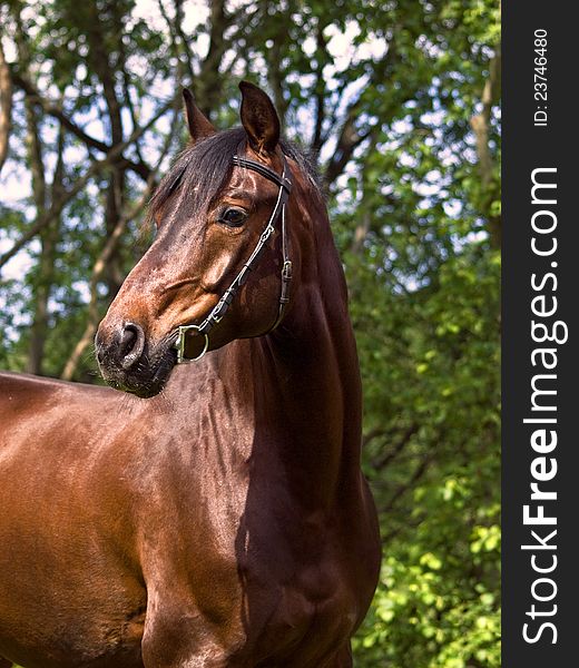 Portrait of beautiful sportive horse  sunny day. Portrait of beautiful sportive horse  sunny day