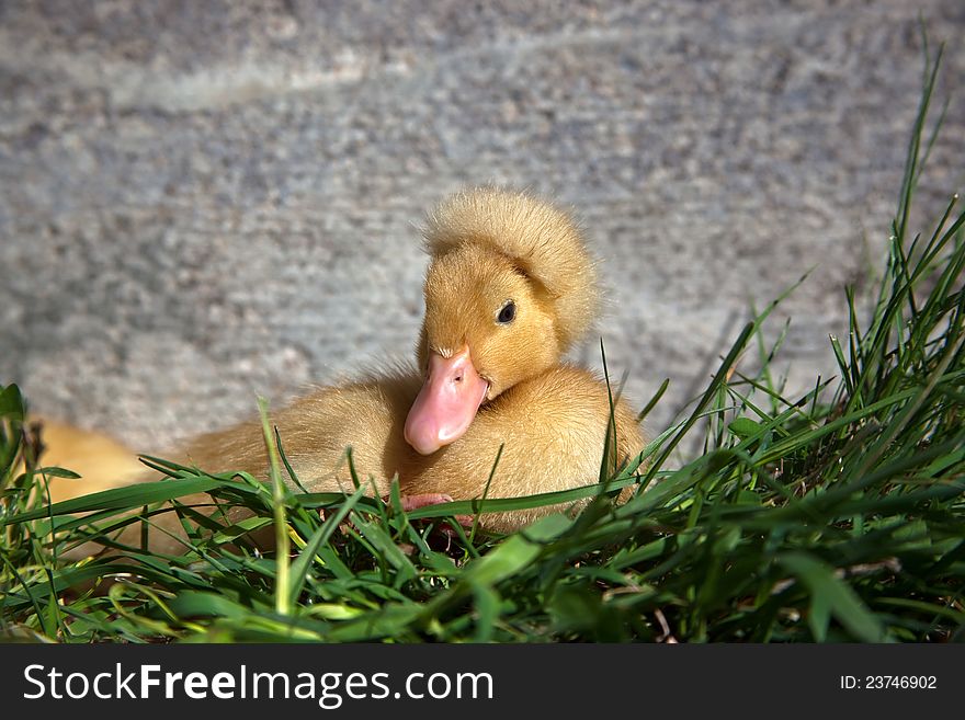 Crested Duckling Resting