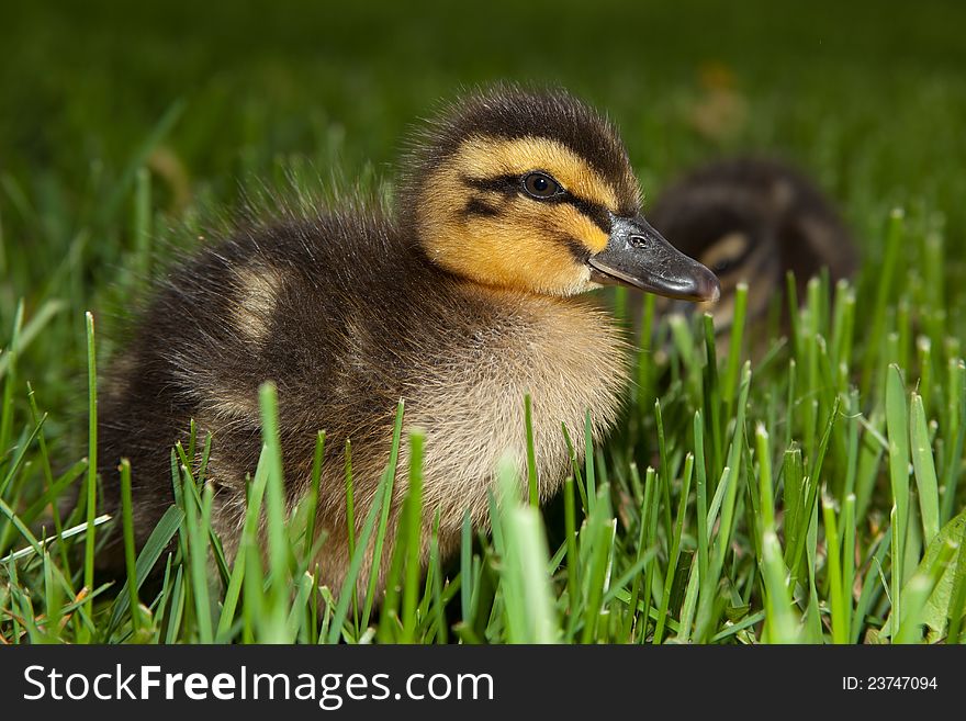 Fuzzy Duckling In Grass