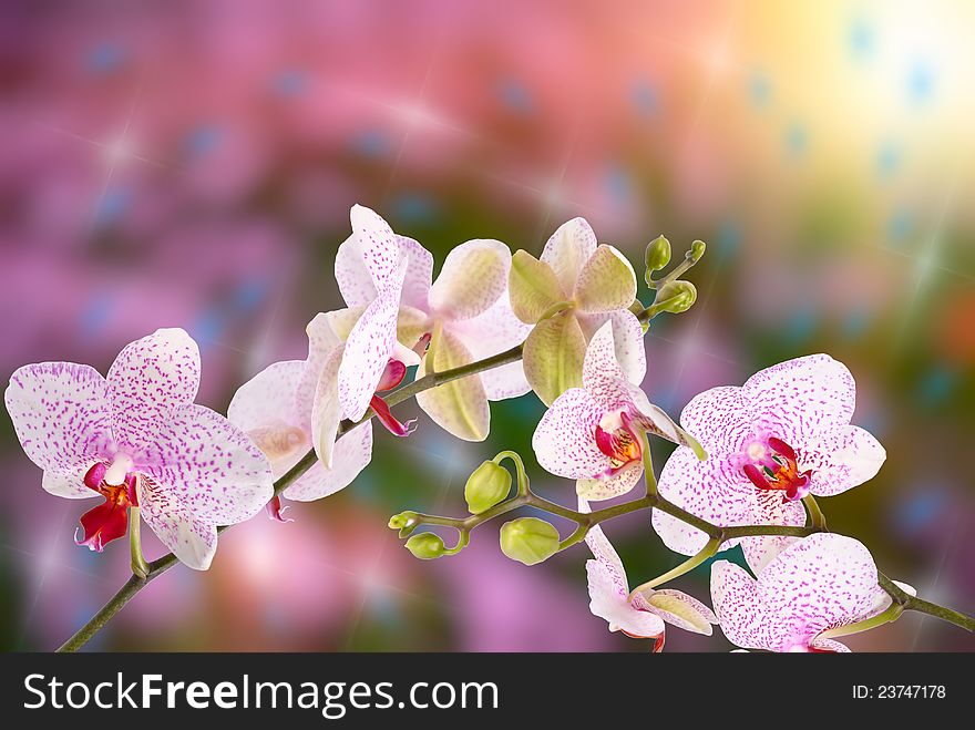 Beautiful spring background with flower orchid
