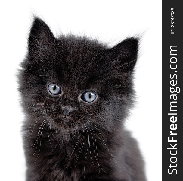 Close-up of a black little kitten sitting down on a white background