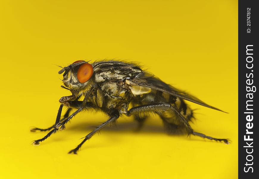 Fly on a yellow background-macro. Fly on a yellow background-macro