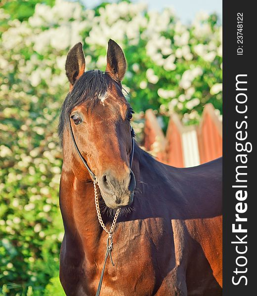 Portrait Of Beautiful Sportive Bay Stallion