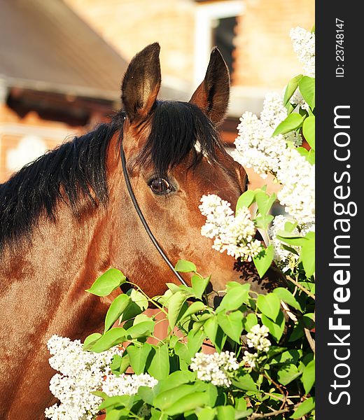Portrait of nice bay horse near the flowers