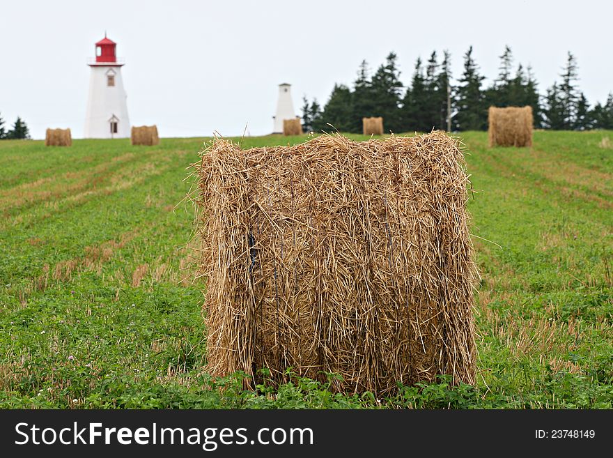 Wheat field,Prince Edward Island,Canada. Wheat field,Prince Edward Island,Canada