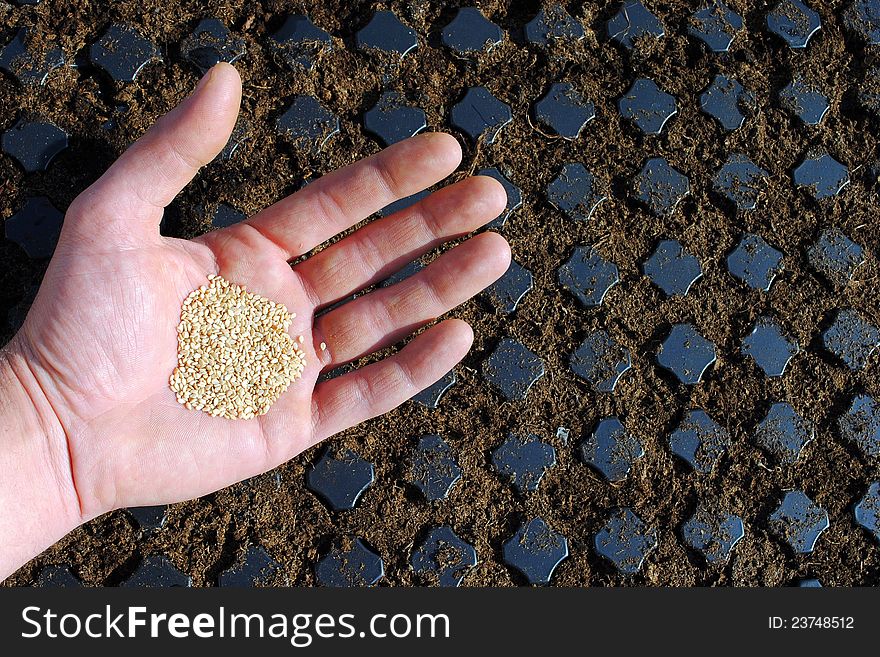 Man hand with seeds over a seedbed