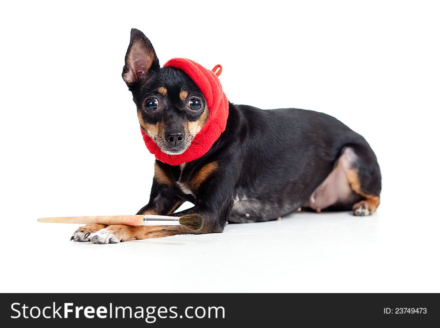 Lying toy terrier dog in artist hat with painting brush. Lying toy terrier dog in artist hat with painting brush