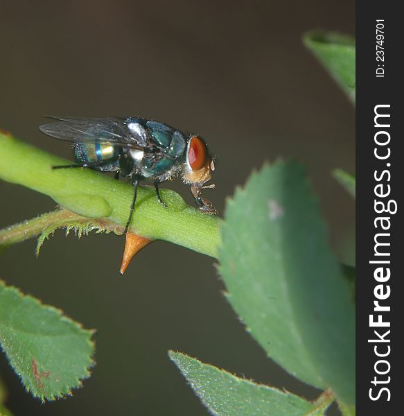 A fly on the branch of rose tree. A fly on the branch of rose tree