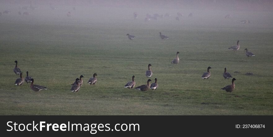 Pink footed geese, anser brachyrhynchus, in mist