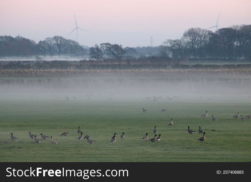Pink footed geese, anser brachyrhynchus, on ground in a field amongst mist with fence, hedge, trees and wind turbines in background in countryside Pilling, Lancashire on a December evening. Pink footed geese, anser brachyrhynchus, on ground in a field amongst mist with fence, hedge, trees and wind turbines in background in countryside Pilling, Lancashire on a December evening