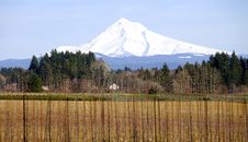 Mt. Hood In Winter, Oregon State. Royalty Free Stock Photo Mt. Hood In Winter, Oregon State. Royalty Free Stock Photo
