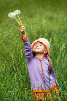 Little Girl With Puffy Dandelions In Your Hand Royalty Free Stock Images Little Girl With Puffy Dandelions In Your Hand Royalty Free Stock Images