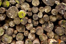 Log Pile Royalty Free Stock Image Log Pile Royalty Free Stock Image