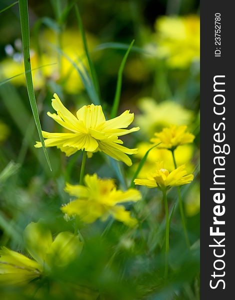 Wild yellow cosmos flowers in the meadow