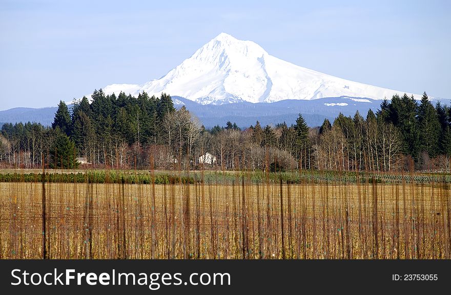 Mt. Hood in winter and a farmland in rural Oregon. Mt. Hood in winter and a farmland in rural Oregon.