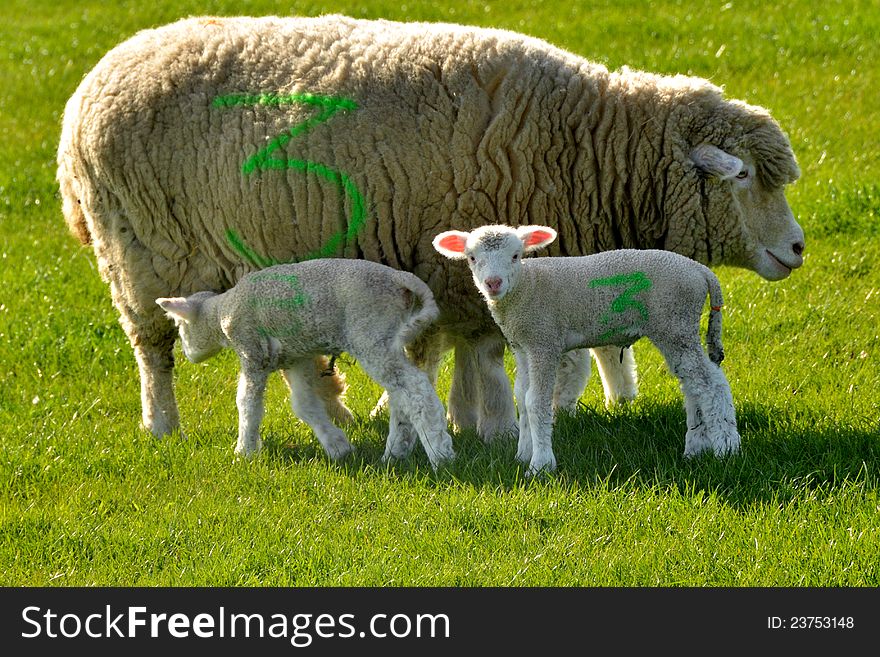 New born spring lambs with mother, each marked with the number 3, perhaps suggesting a successful team of three. New born spring lambs with mother, each marked with the number 3, perhaps suggesting a successful team of three.