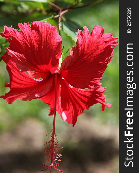 Tropical flowers hibiscus bloom, Thailand, Southeast Asia