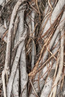 Banyan Root Stock Photo Banyan Root Stock Photo