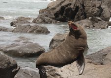 New Zealand Fur Seal Stock Image