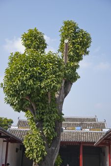 Big Tree Royalty Free Stock Photos Big Tree Royalty Free Stock Photos