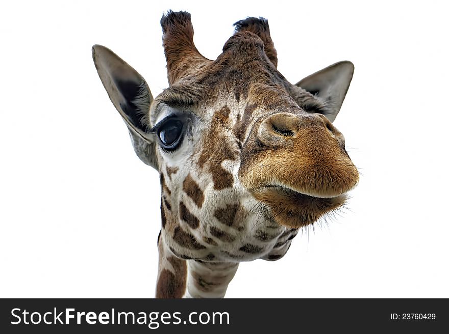 Giraffe