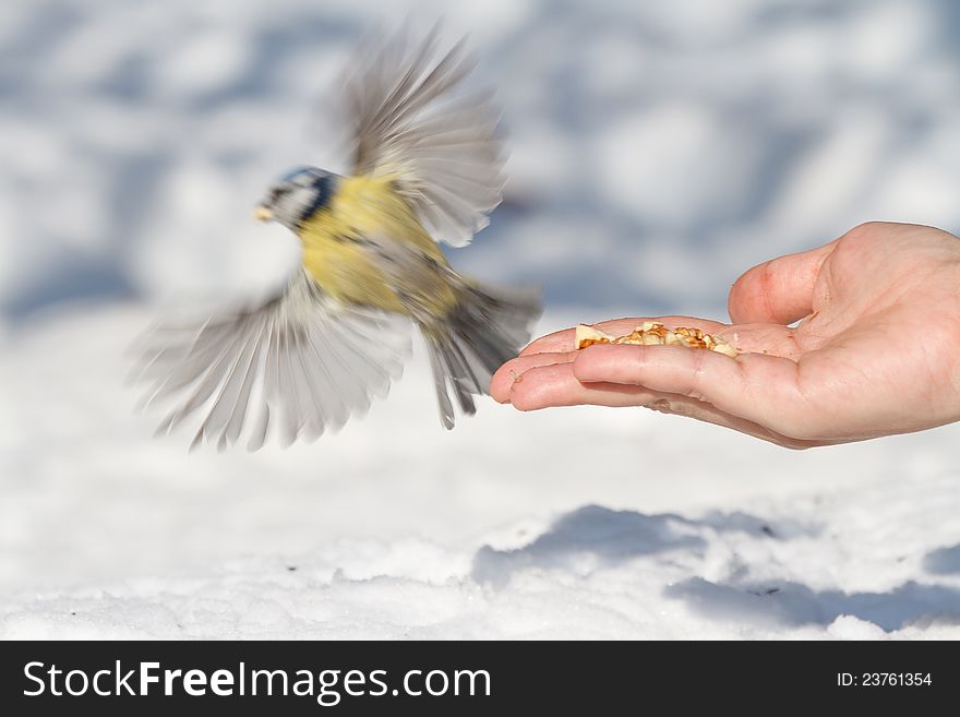 Open hand and titmouse in winter