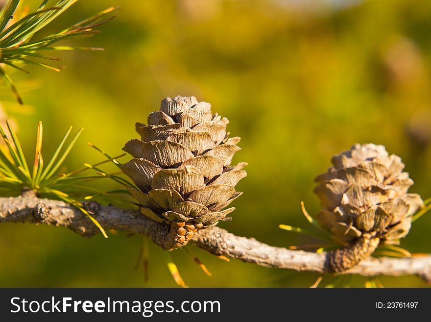 Sunlit larch cones on the branch over blurred background