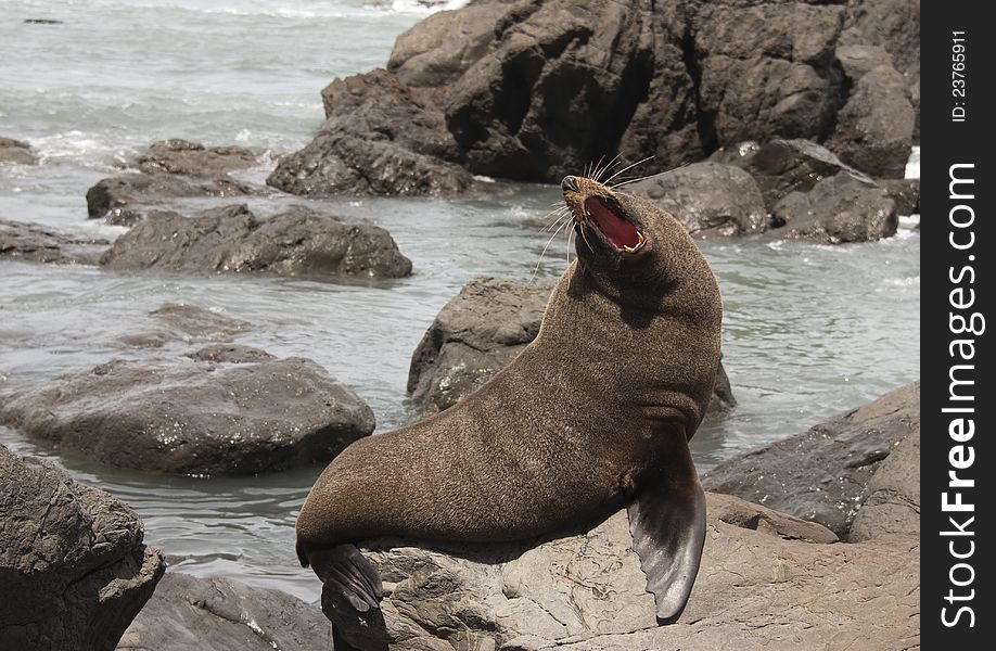 Kekeno &#x28;New Zealand fur seal&#x29; are the most common seals in New Zealand waters.