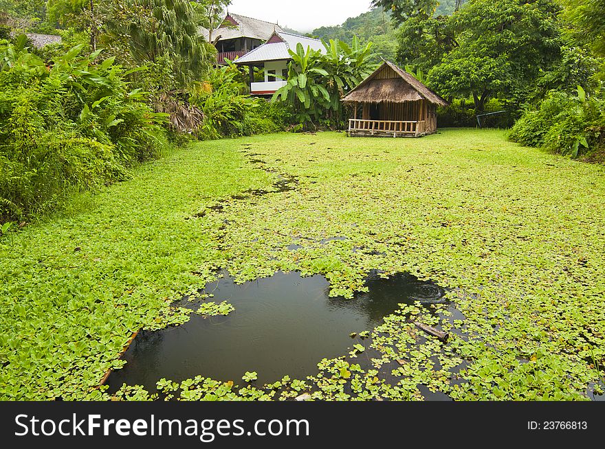 Bamboo hut in green algae pond. Bamboo hut in green algae pond