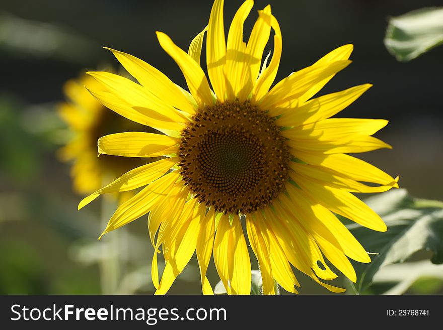 Sunflowers are beautiful when the sun challenge.