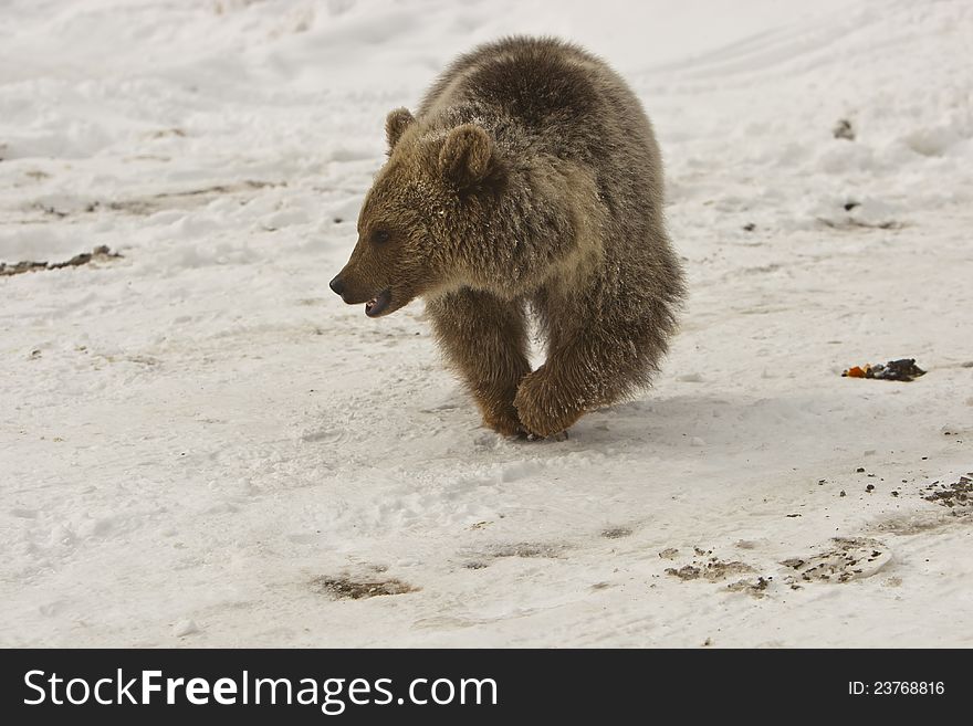 Domestic bear kid in Georgia