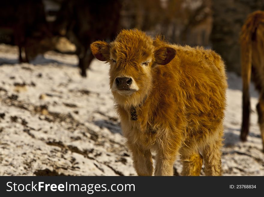 Small mountainous calf in Georgia