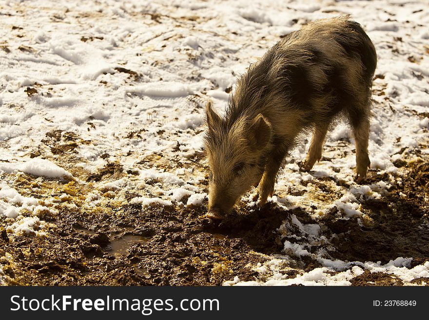 Small funny piglet, eating something