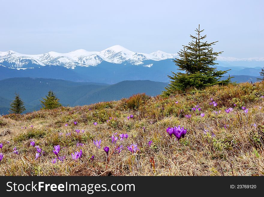 Spring landscape in the mountains with the first crocuses flower. Ukraine, the Carpathian mountains. Spring landscape in the mountains with the first crocuses flower. Ukraine, the Carpathian mountains