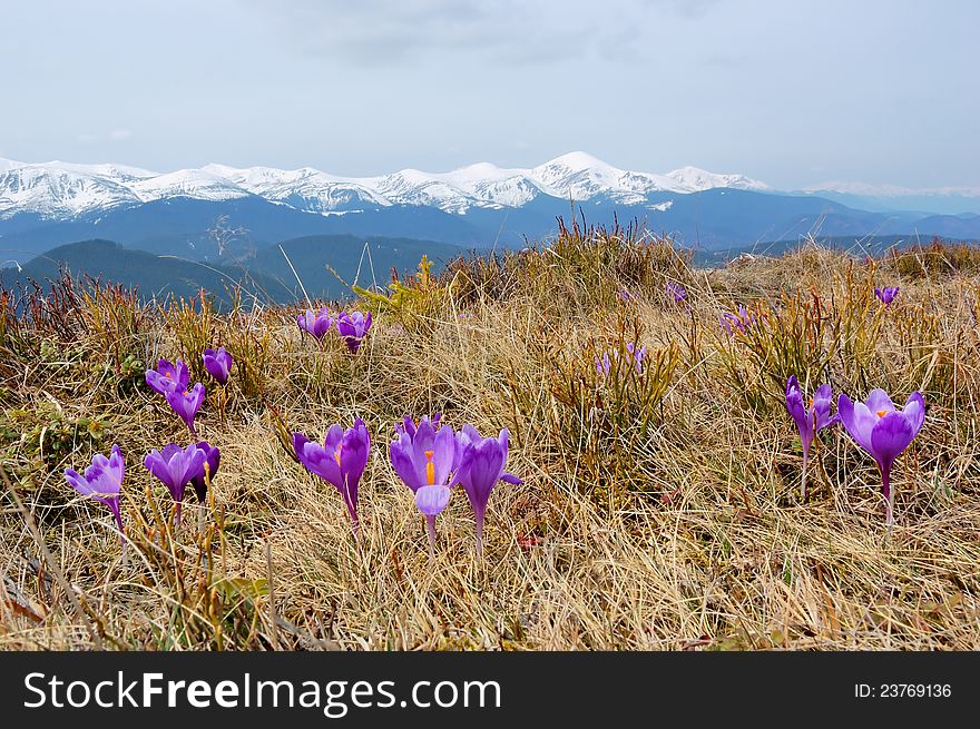 Spring landscape in the mountains with the first crocuses flower. Ukraine, the Carpathian mountains. Spring landscape in the mountains with the first crocuses flower. Ukraine, the Carpathian mountains