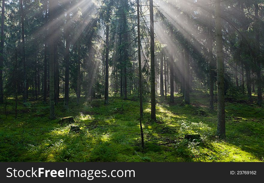 Sunbeam entering dense coniferous standin misty morning rain after. Sunbeam entering dense coniferous standin misty morning rain after