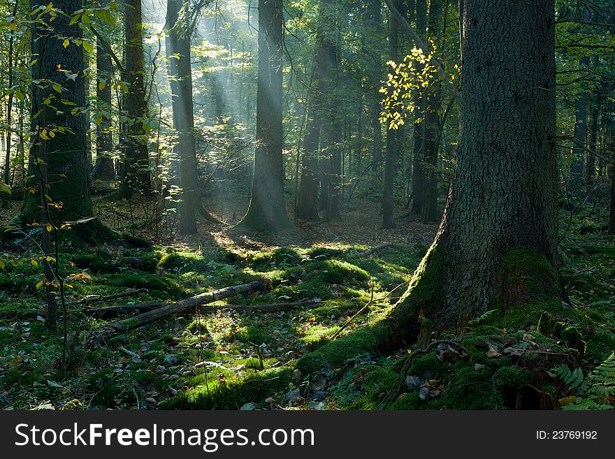 Sunbeam Entering Mixed Stand In Autumnal Morning