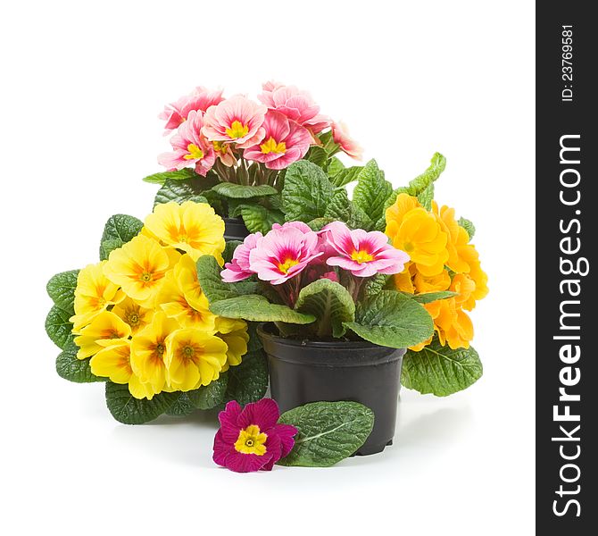 Plastic growing pots with primula flowers in the spring. Plastic growing pots with primula flowers in the spring