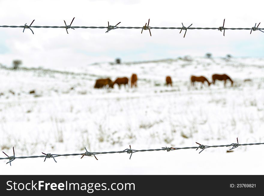 Six horses behind the fence