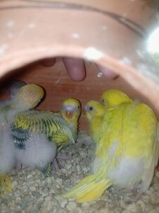 Budgie Parrot Babys . Cute Birds In Home Stock Photo