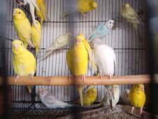 Budgie Parrot . Budgie S Is Beauti Of Nature . Stock Photography