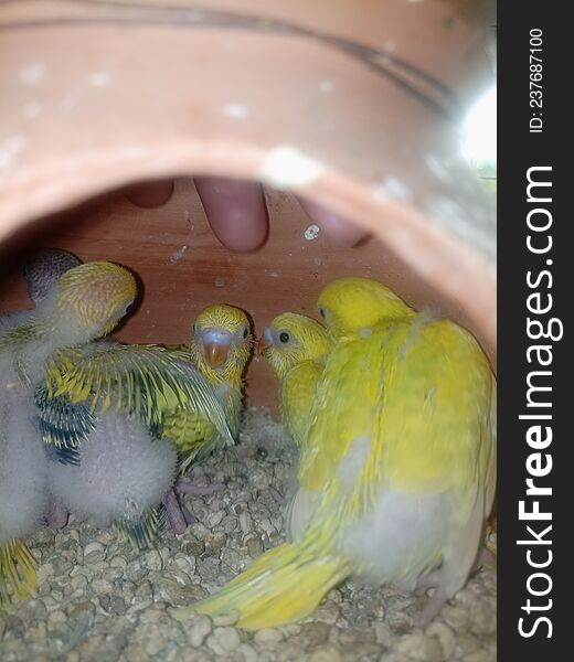 Budgie parrot babys . Cute birds in home
