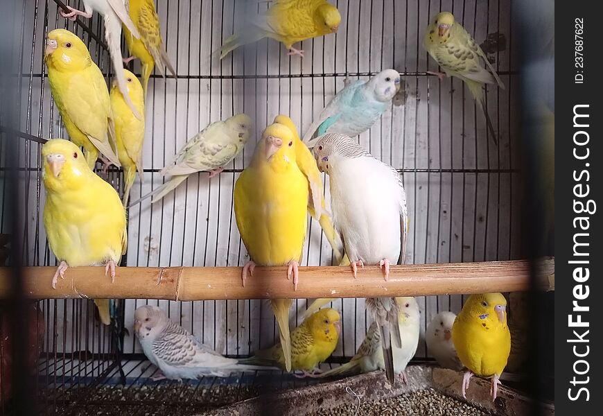 Beautiful bedgies . natural beauty parrots in Cage .love with birds. Beautiful bedgies . natural beauty parrots in Cage .love with birds