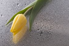 Spring  Yellow Tulip  Blossom On Wet   Background Stock Photos